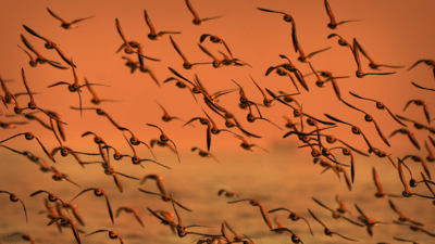 migrating birds flying at sunset